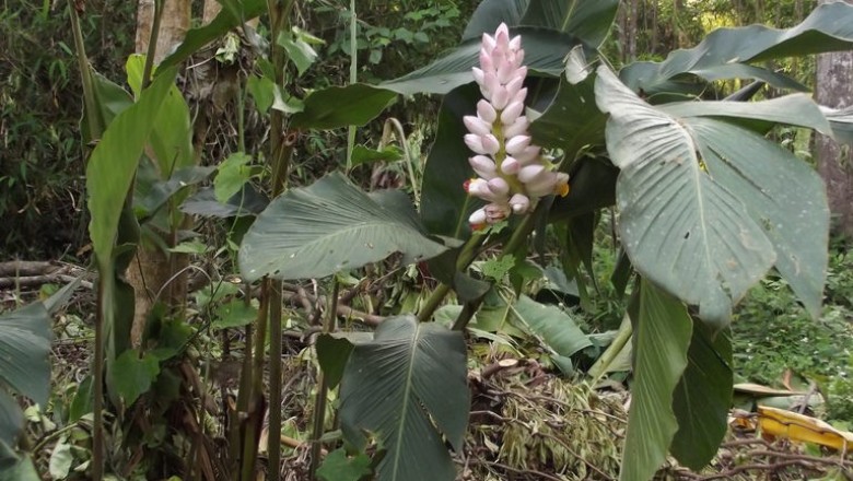 Cây Riềng Malacca. Alpinia malaccensis (Burm. f.) Roscoe - Cây Thuốc Nam Quanh Ta